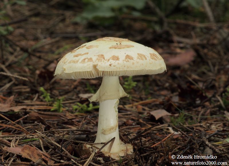 False death cap, Amanita citrina (Mushrooms, Fungi)